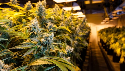 Plants de cannabis dans une usine