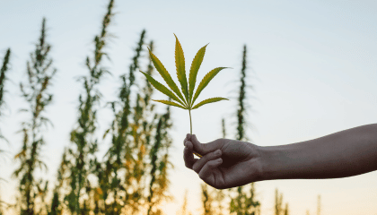 CBD Discounter