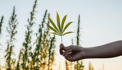 CBD Discounter