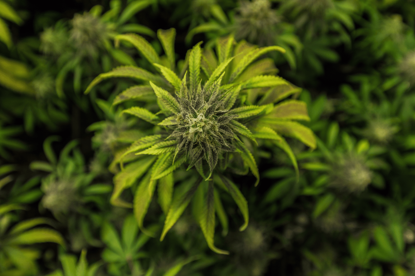 CBD Donut