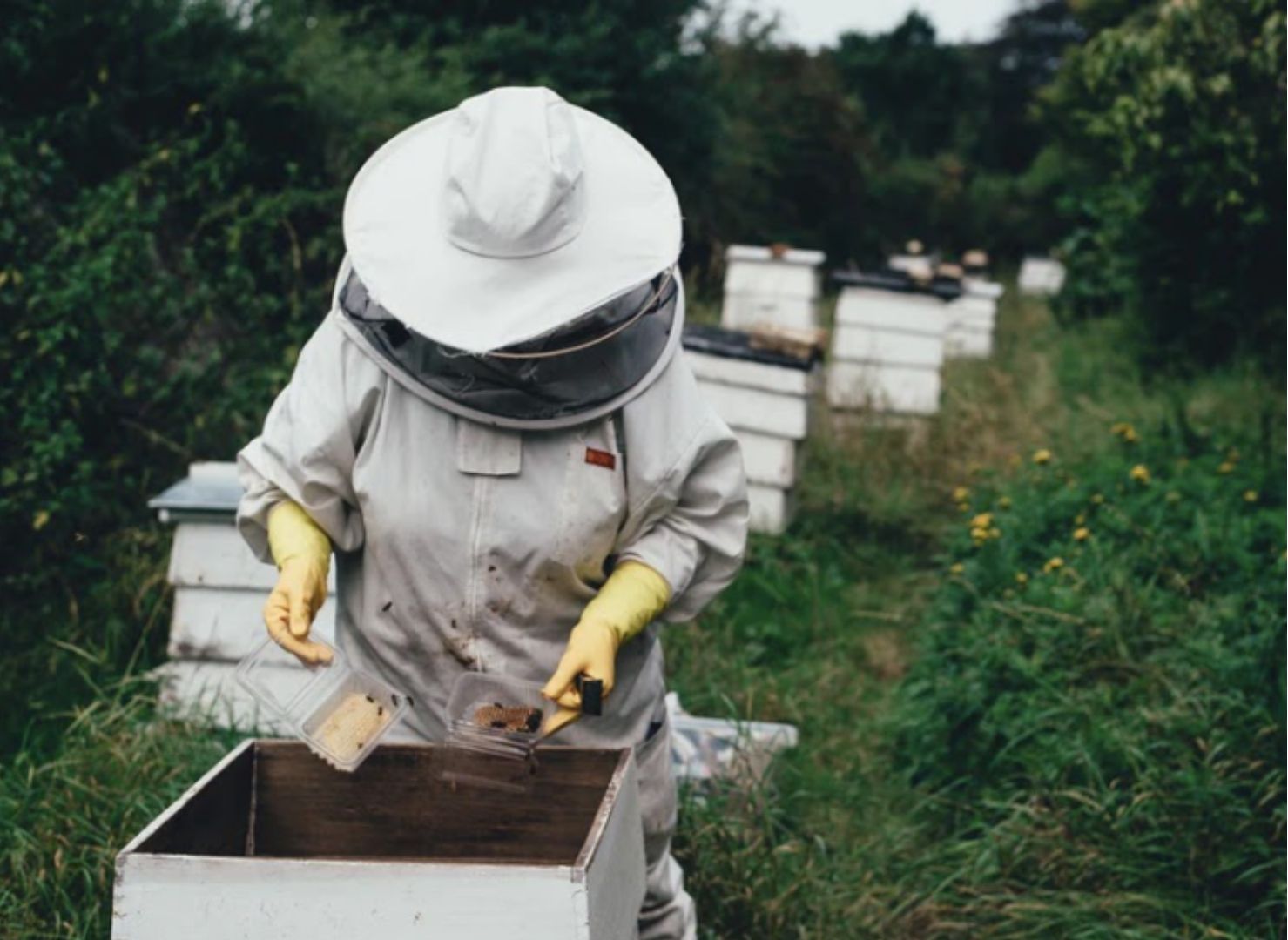 Apicoltore con tuta protettiva e guanti gialli che lavora su un'arnia in un campo verde con alveari bianchi sullo sfondo.