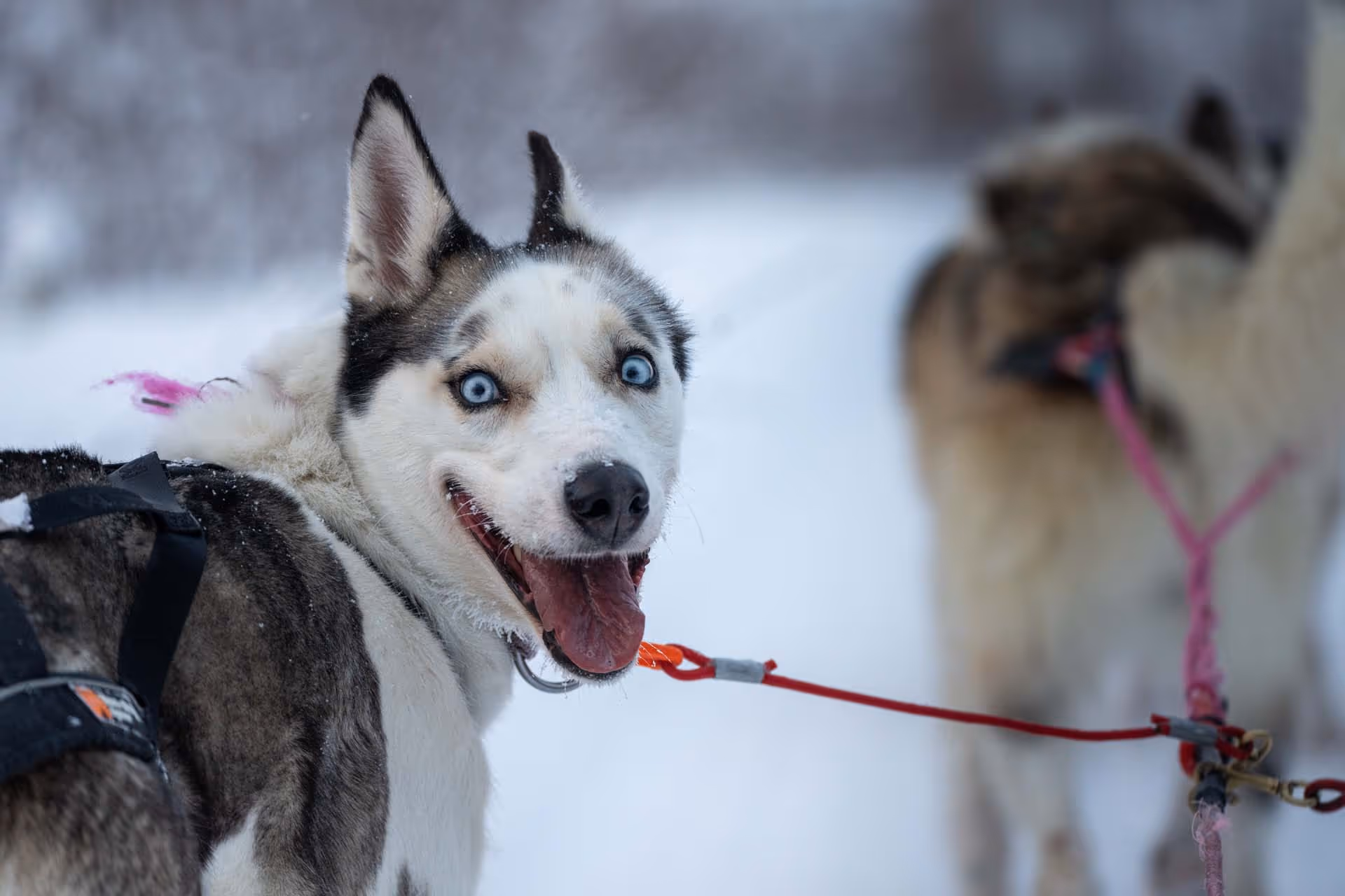 Happy sled dog with blue eyes looking back, harnessed and ready in snowy landscape.