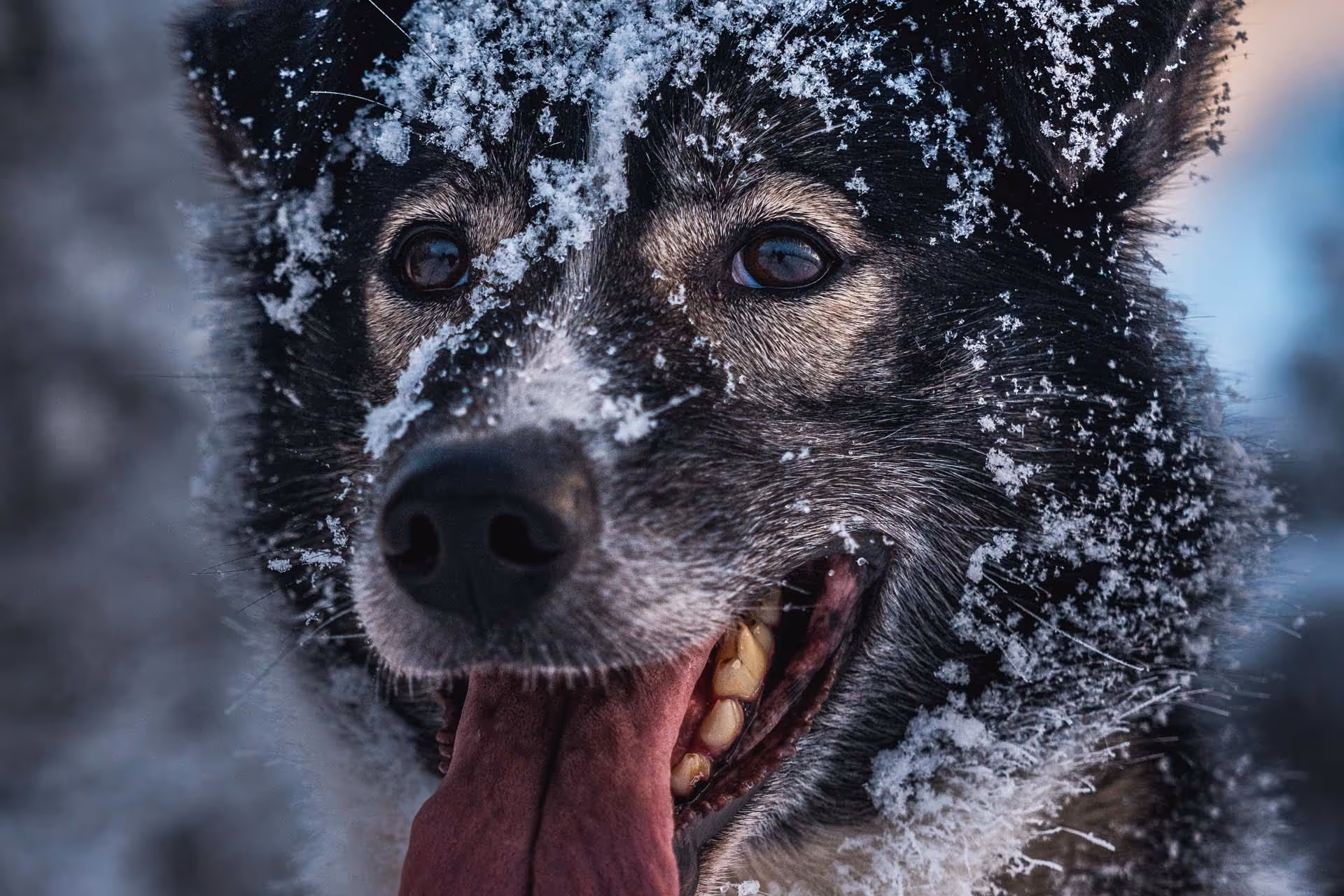 Close-up of a black and gray dog with snow on its fur and tongue hanging out.