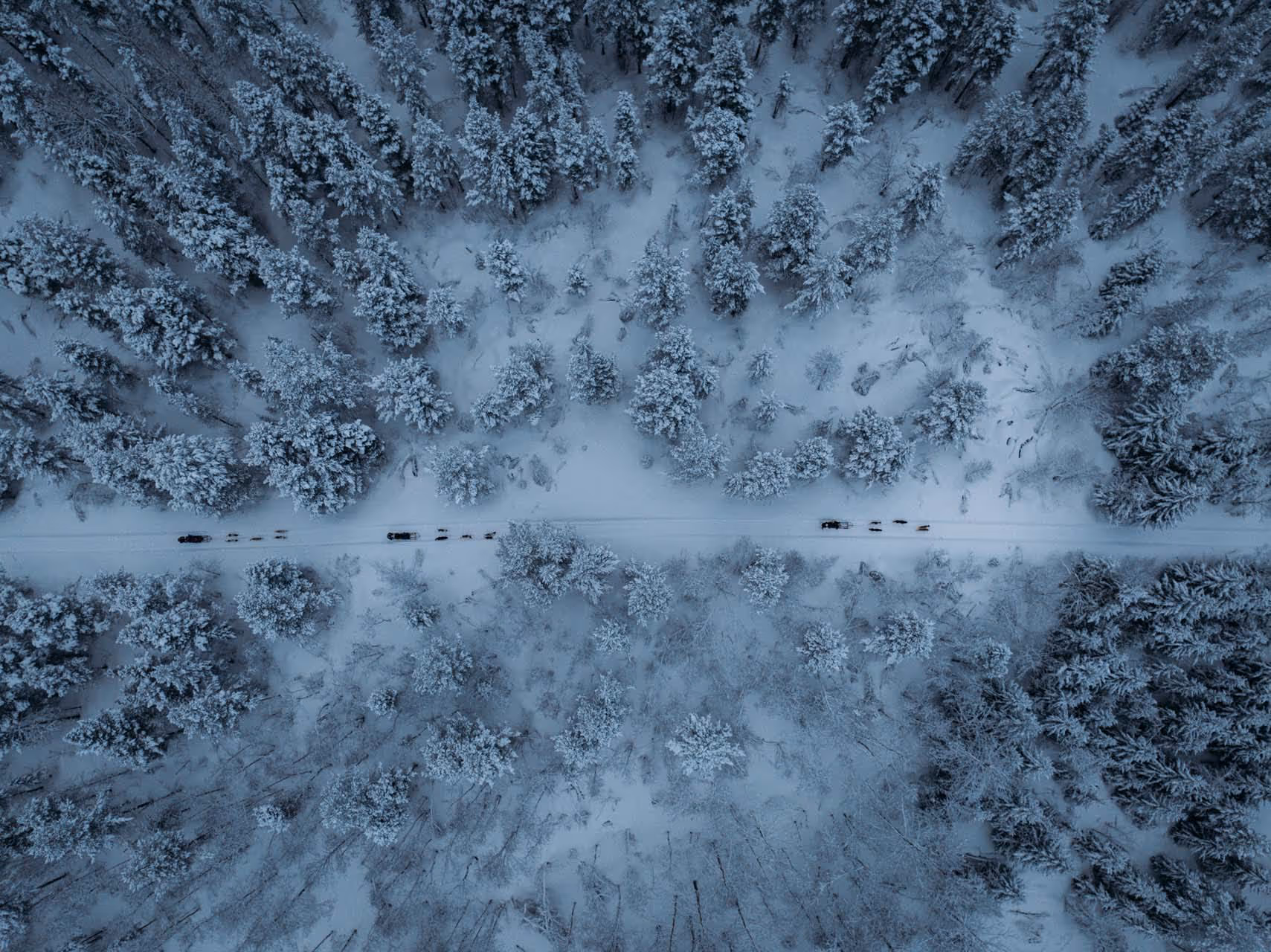 Aerial view of a snowy forest with a road where several dog sled teams are traveling in both directions.