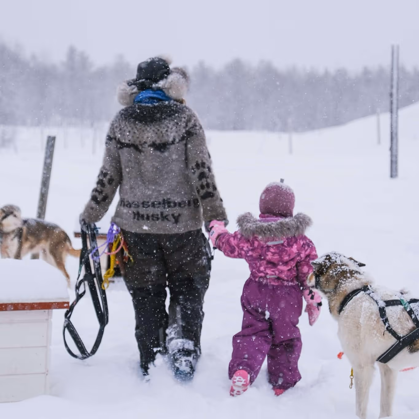 Adult and child holding hands walking in snowy landscape with husky dogs during snowfall.