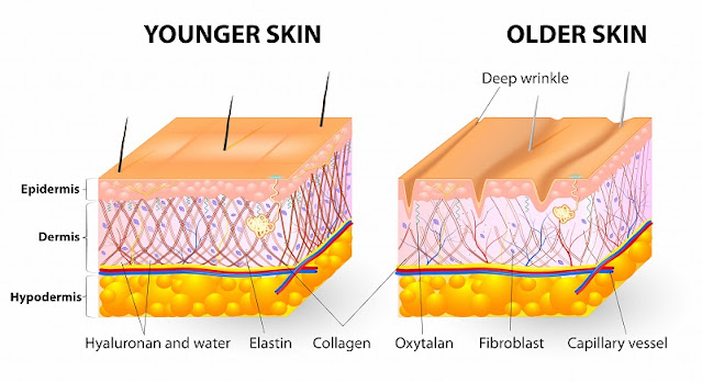 collagen là gì