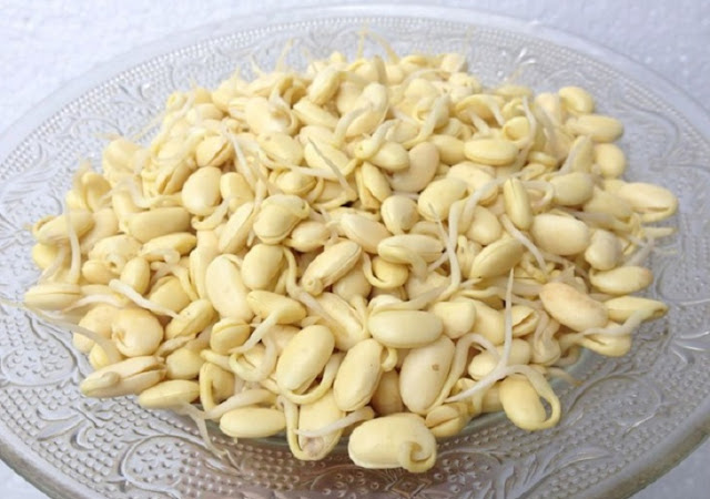 mầm đậu nành là gì