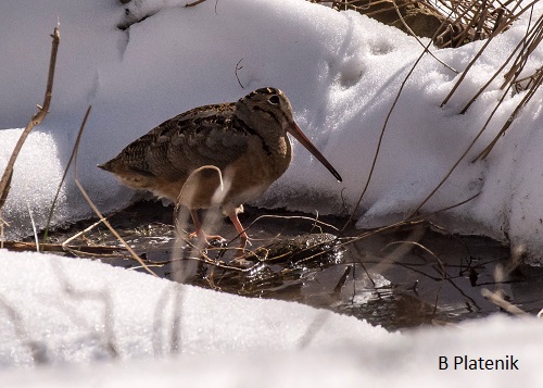 2023_March_Woodcock in East Longmeadow 