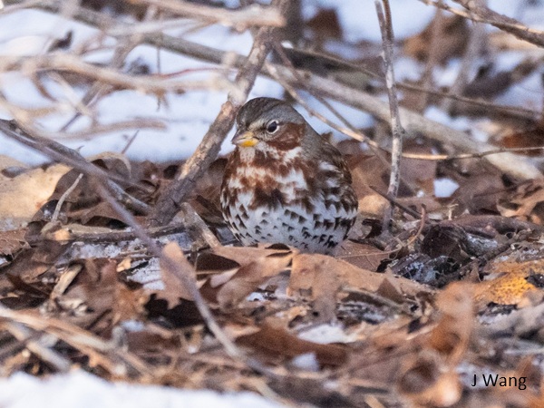 2026_01-03 Falmouth and Sandwich, MA