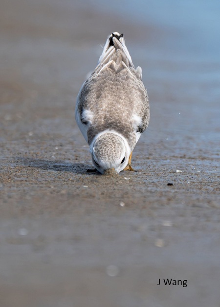 2026_08-15 Plum Island