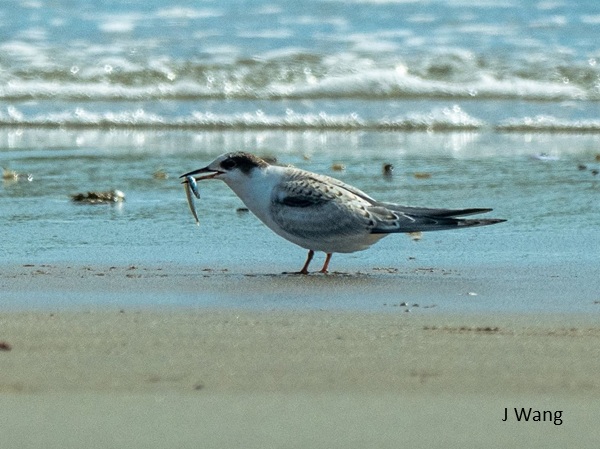 2026_08-15 Plum Island