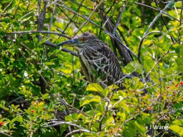 2026_08-15 Plum Island
