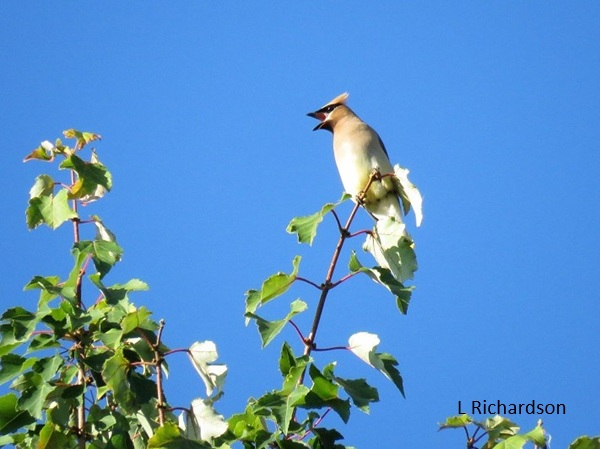2027_05-01 Beginner Bird Walk