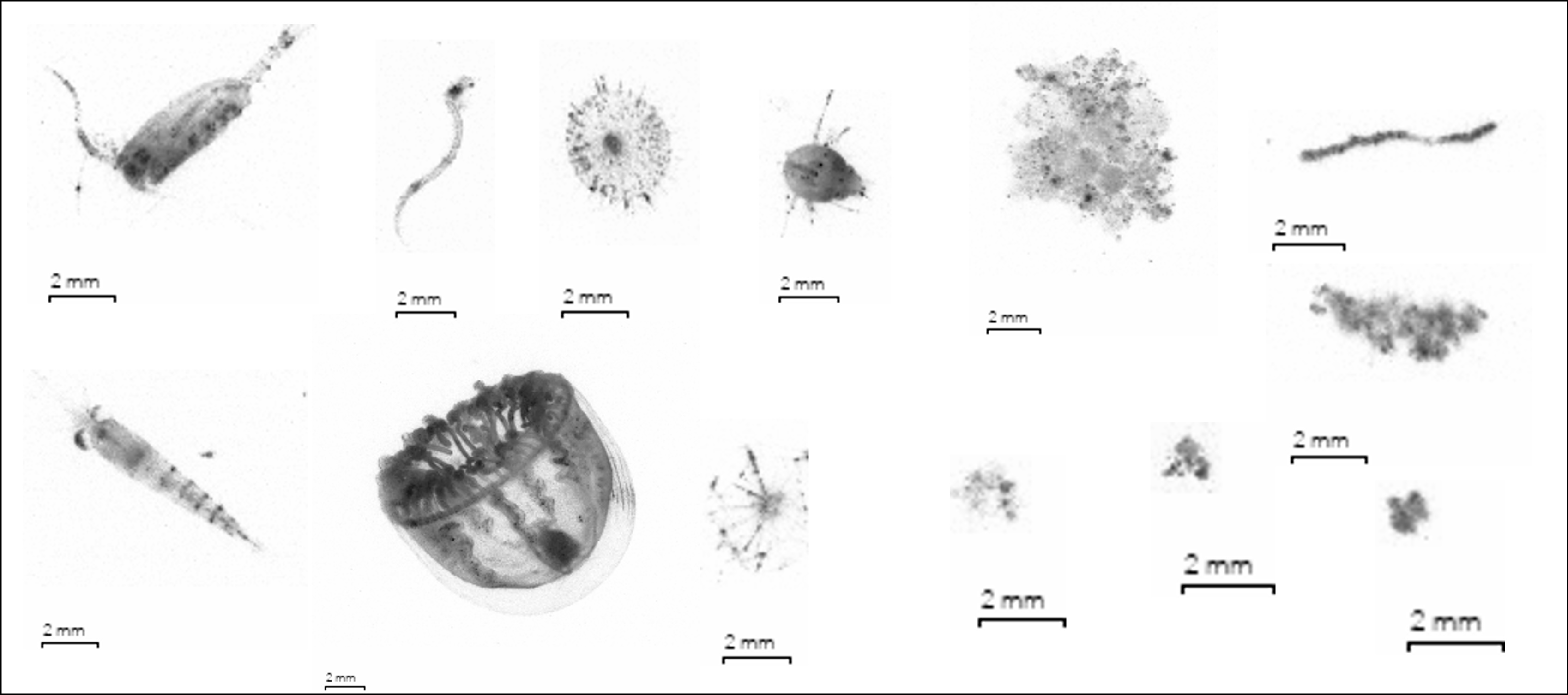 Images of zooplankton (left) and particles (right) taken by the UVP6