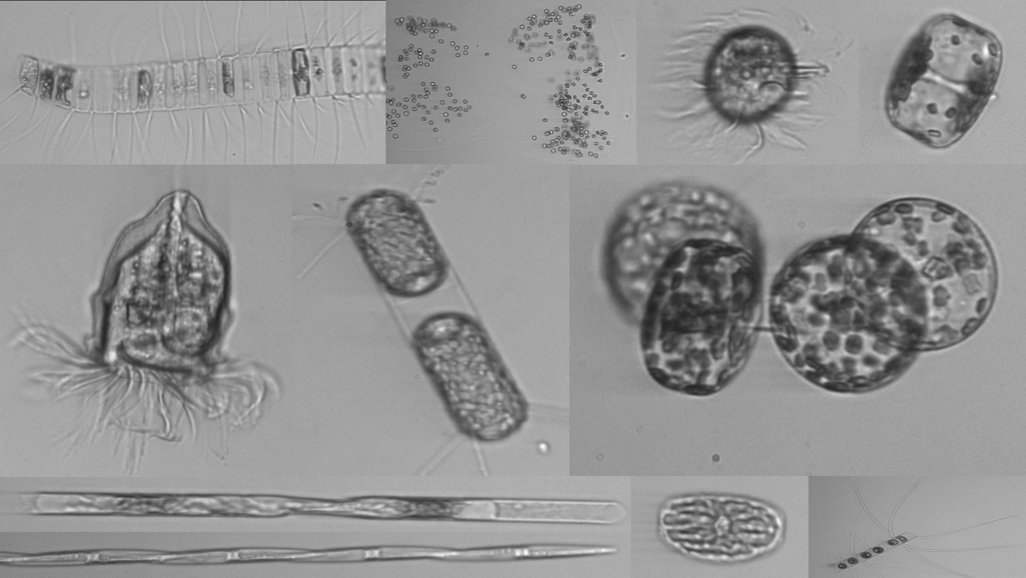 Plankton imaged by the IFCB