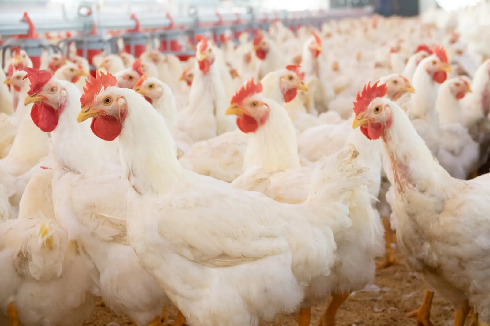 Poultry inside a grow-out house