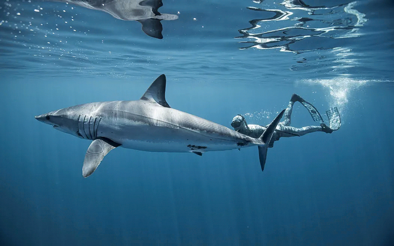 Shark warning for Kiwis after series of Australian attacks