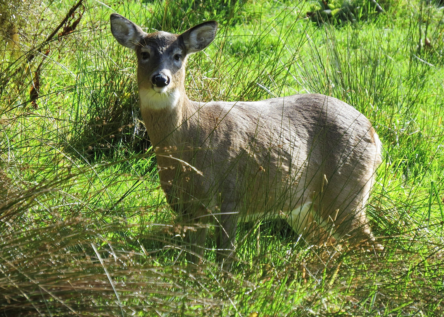 Protecting Rakiura’s unique hunting resource