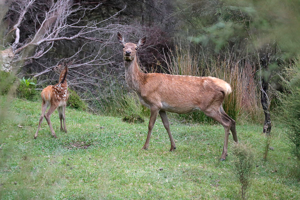 Deer spotted in Coromandel Forest  Park draw interest from local hunters