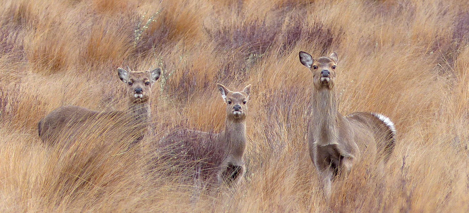 A new era of sika hunting begins
