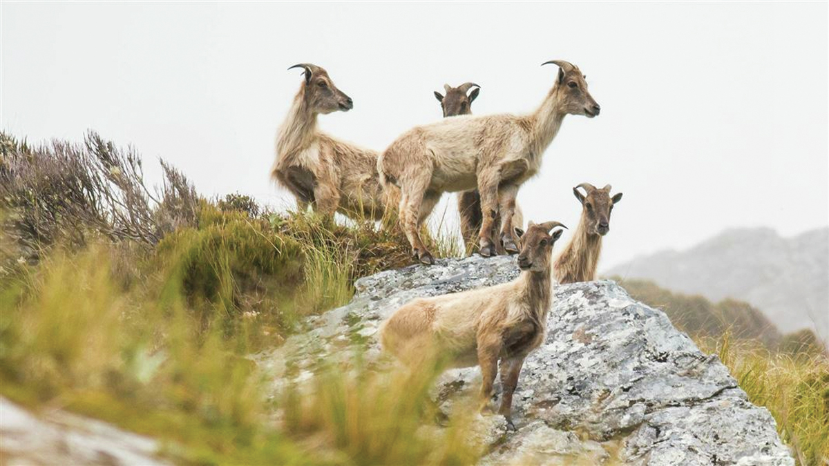 WHERE HAVE THE TAHR GONE?