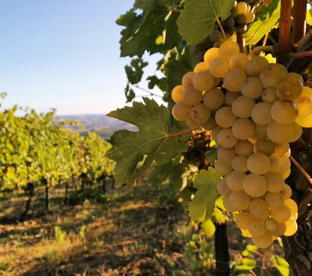 Wine Tasting Bookings on Shopify