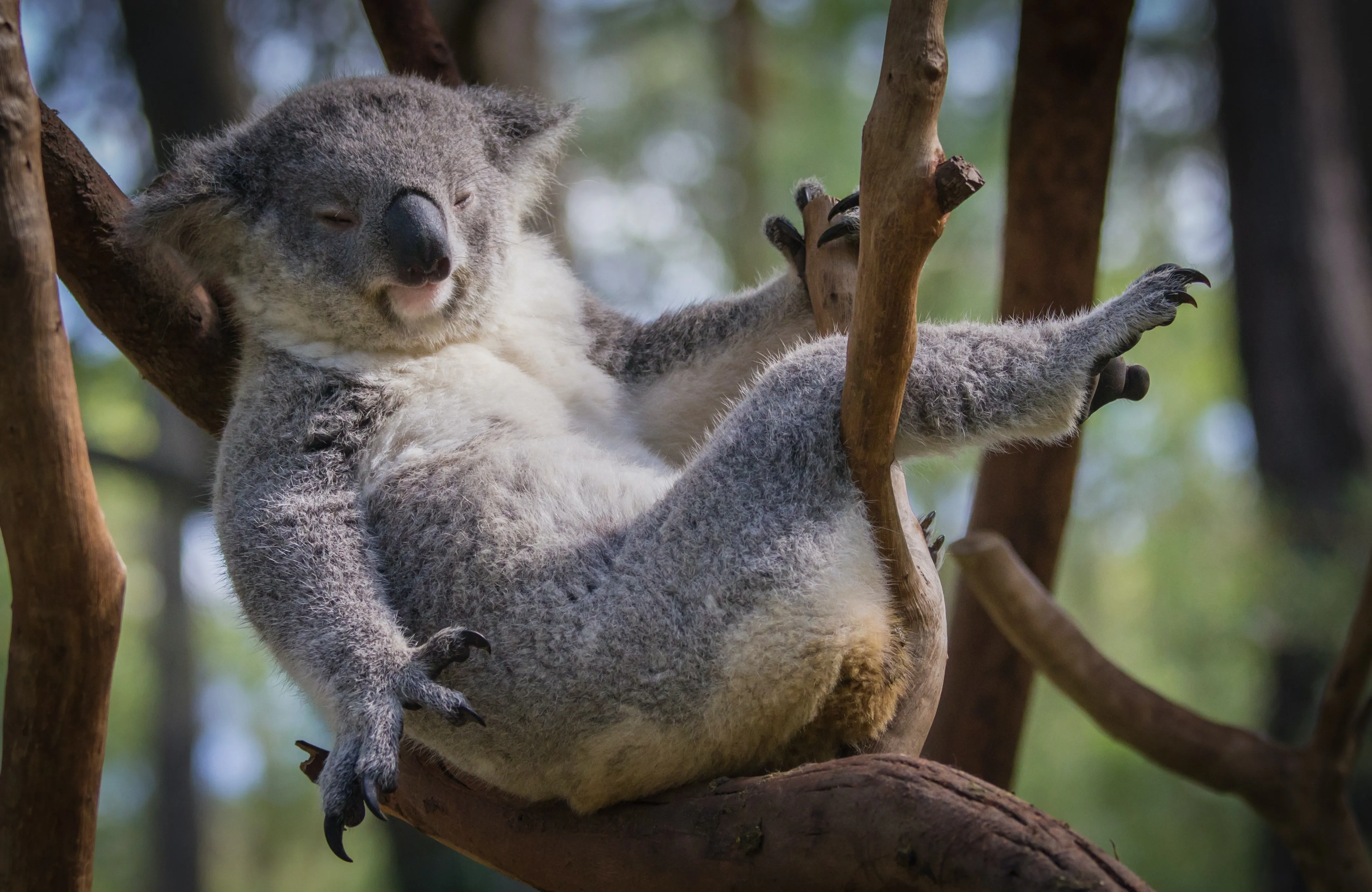a koala in a tree