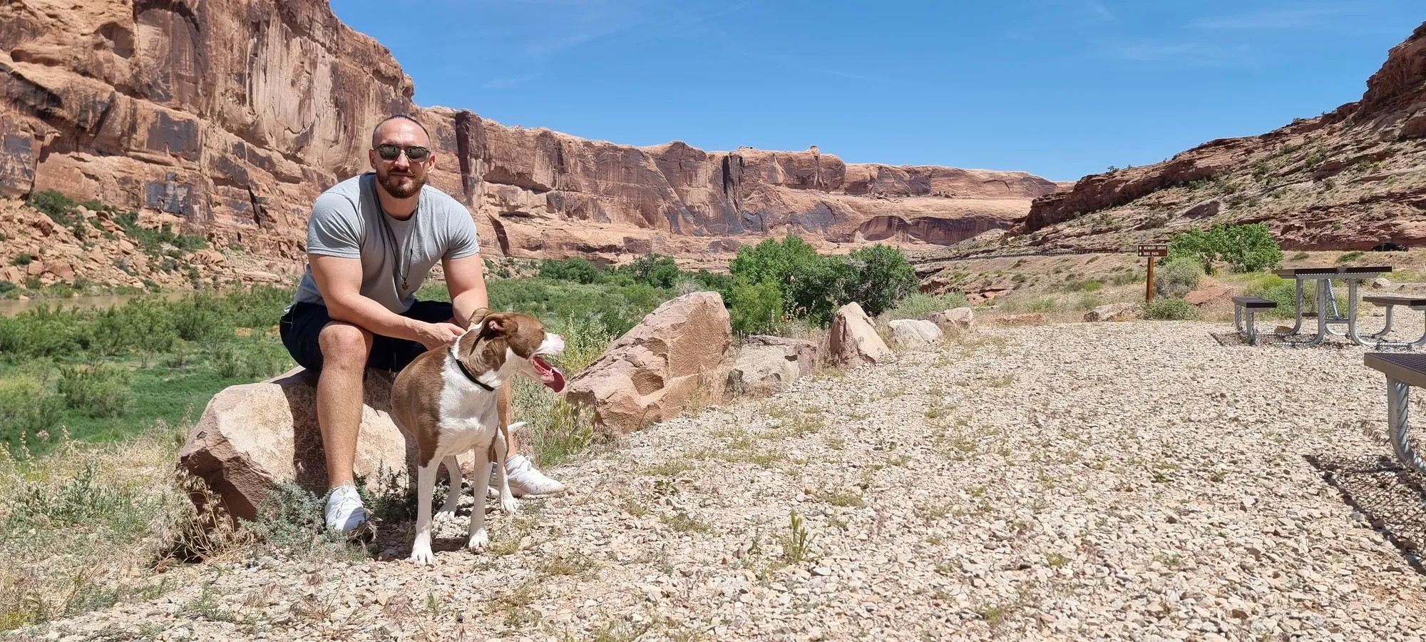 an image of the gymsytraveller travelling with a dog