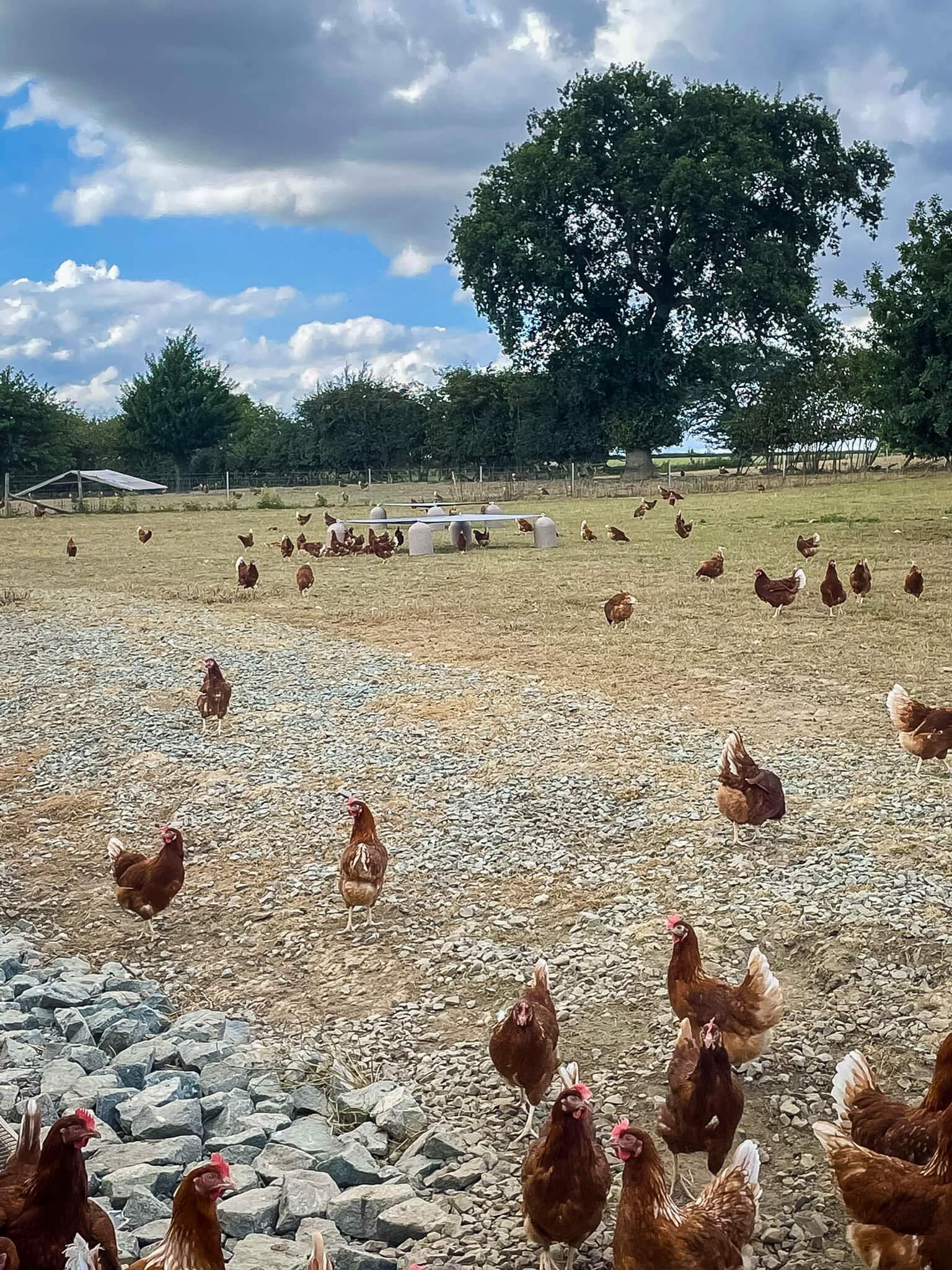 country-fresh-pullets-poultry-shelter-set