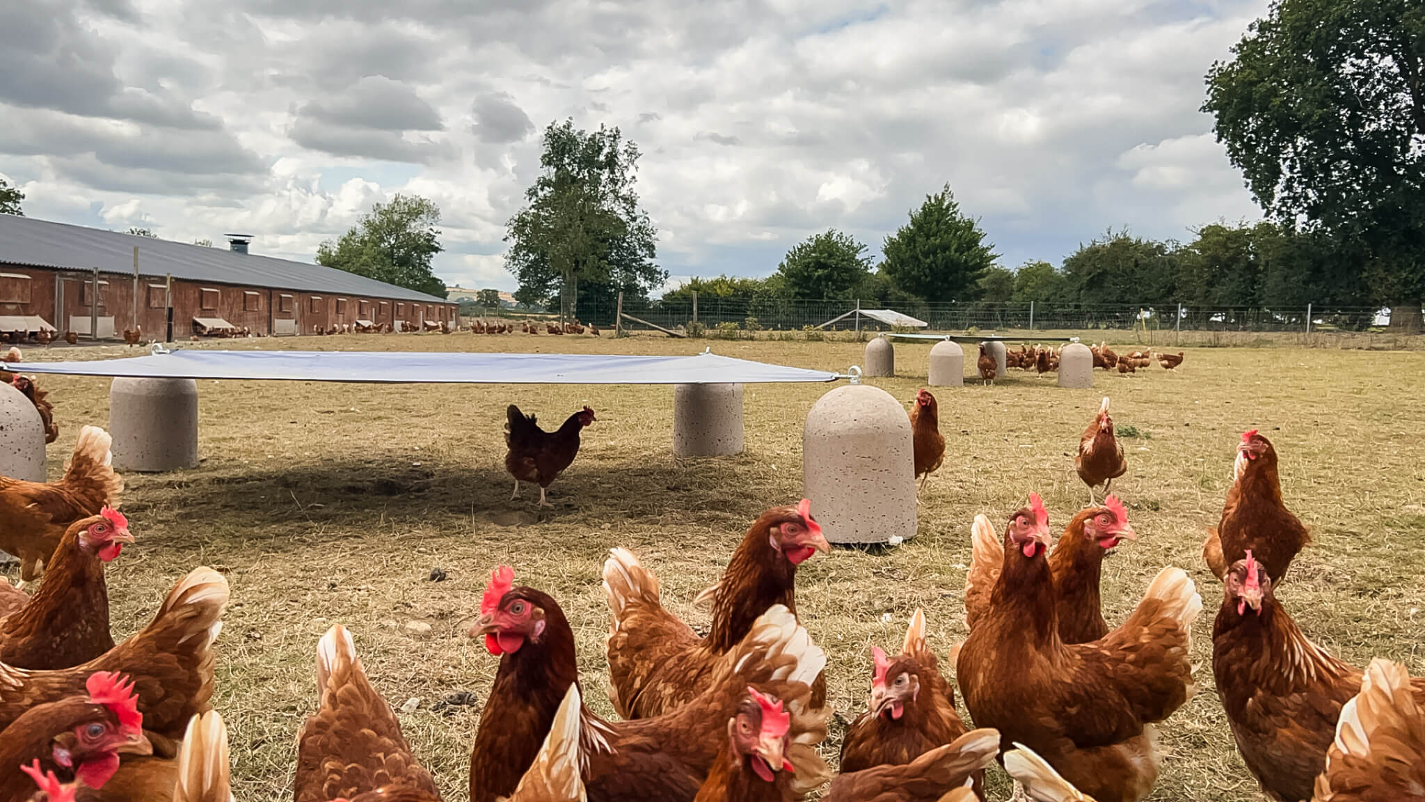 country-fresh-pullets-poultry-shelter-set