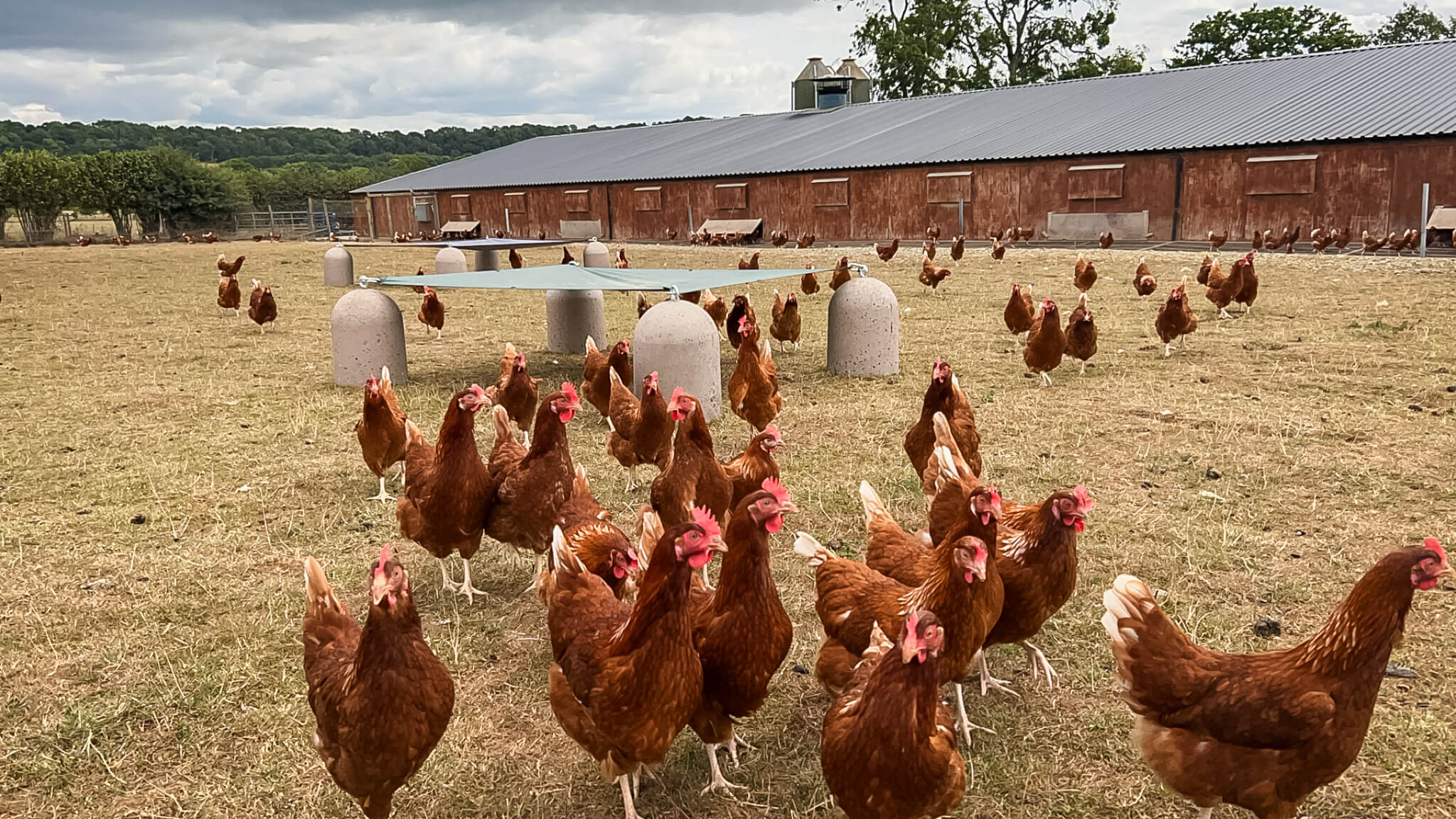 country-fresh-pullets-poultry-shelter-set