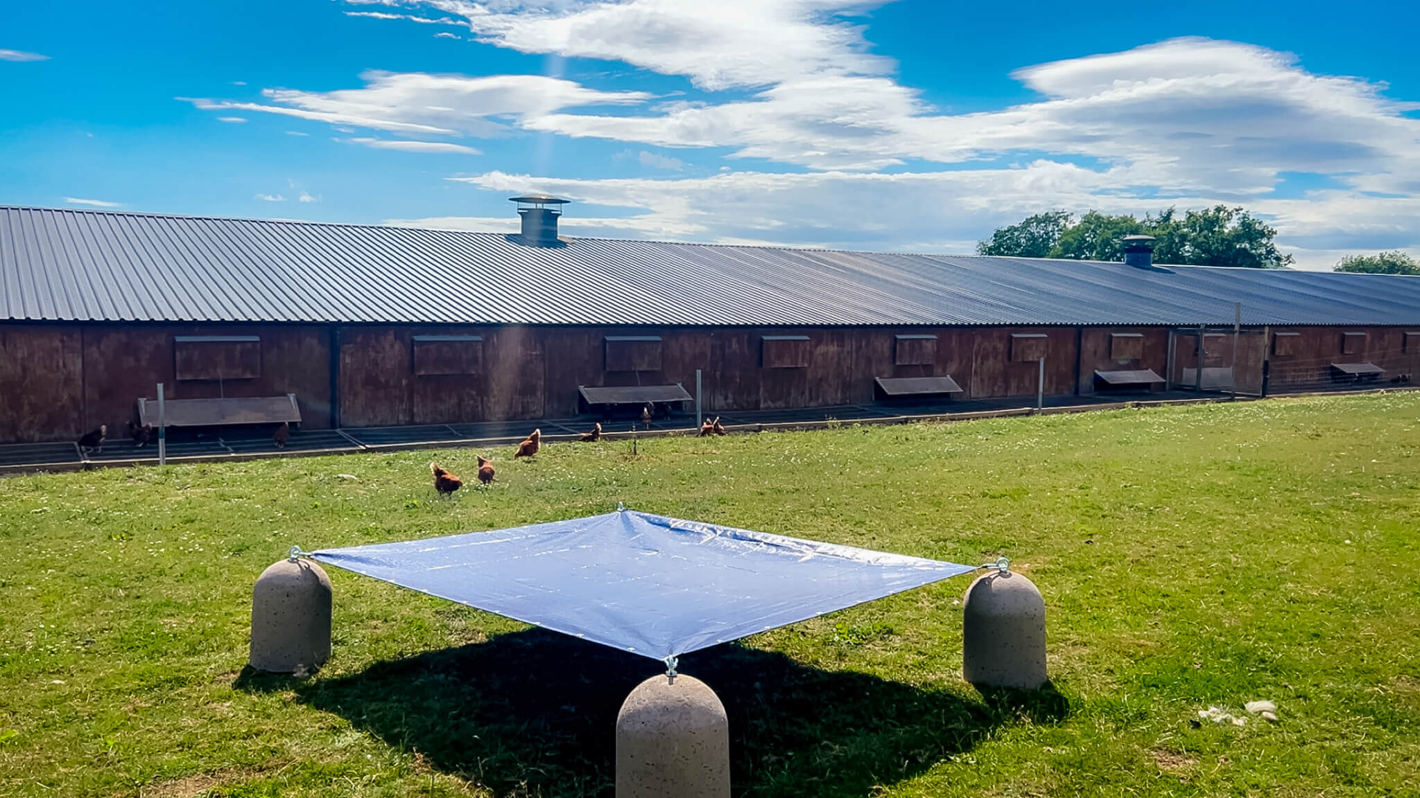 country-fresh-pullets-poultry-shelter-set