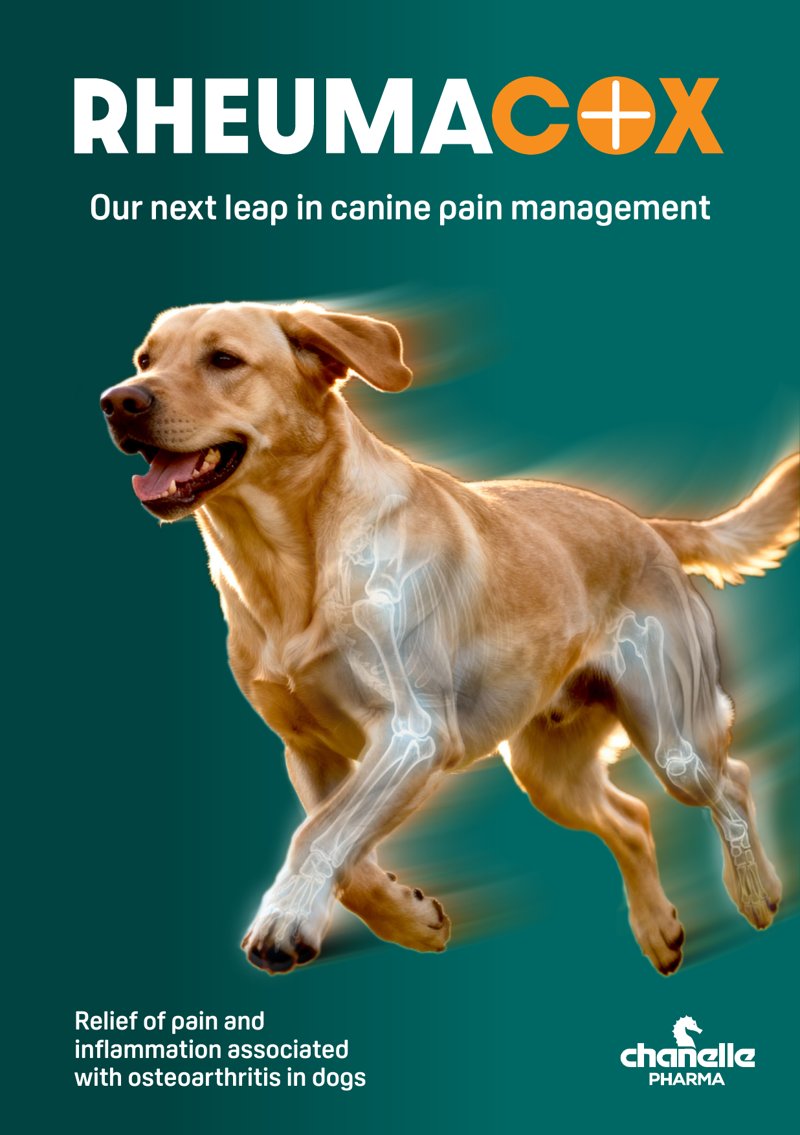 RheumaCox Vet Leaflet