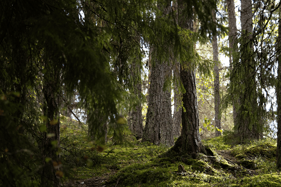 Foret