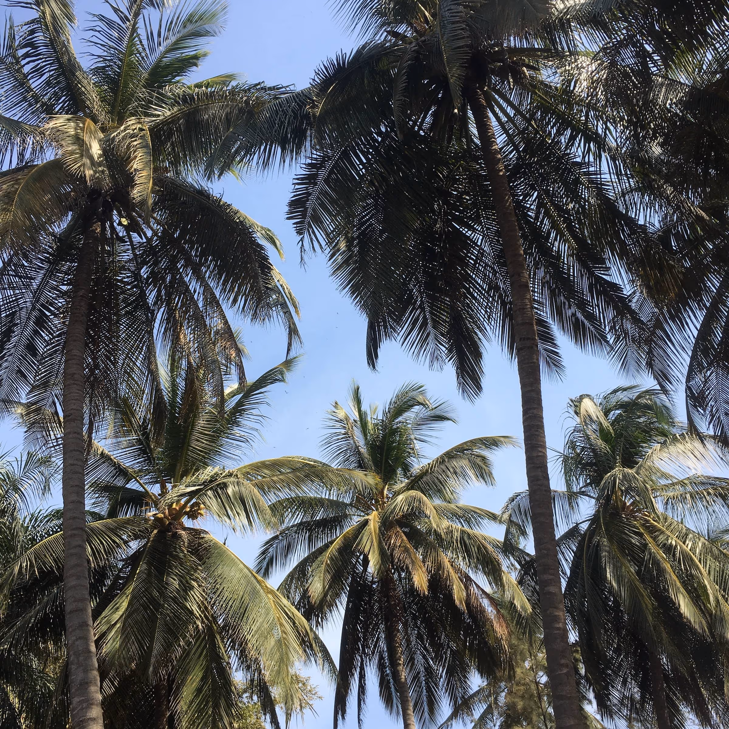 Cap Skirring - Casamance
