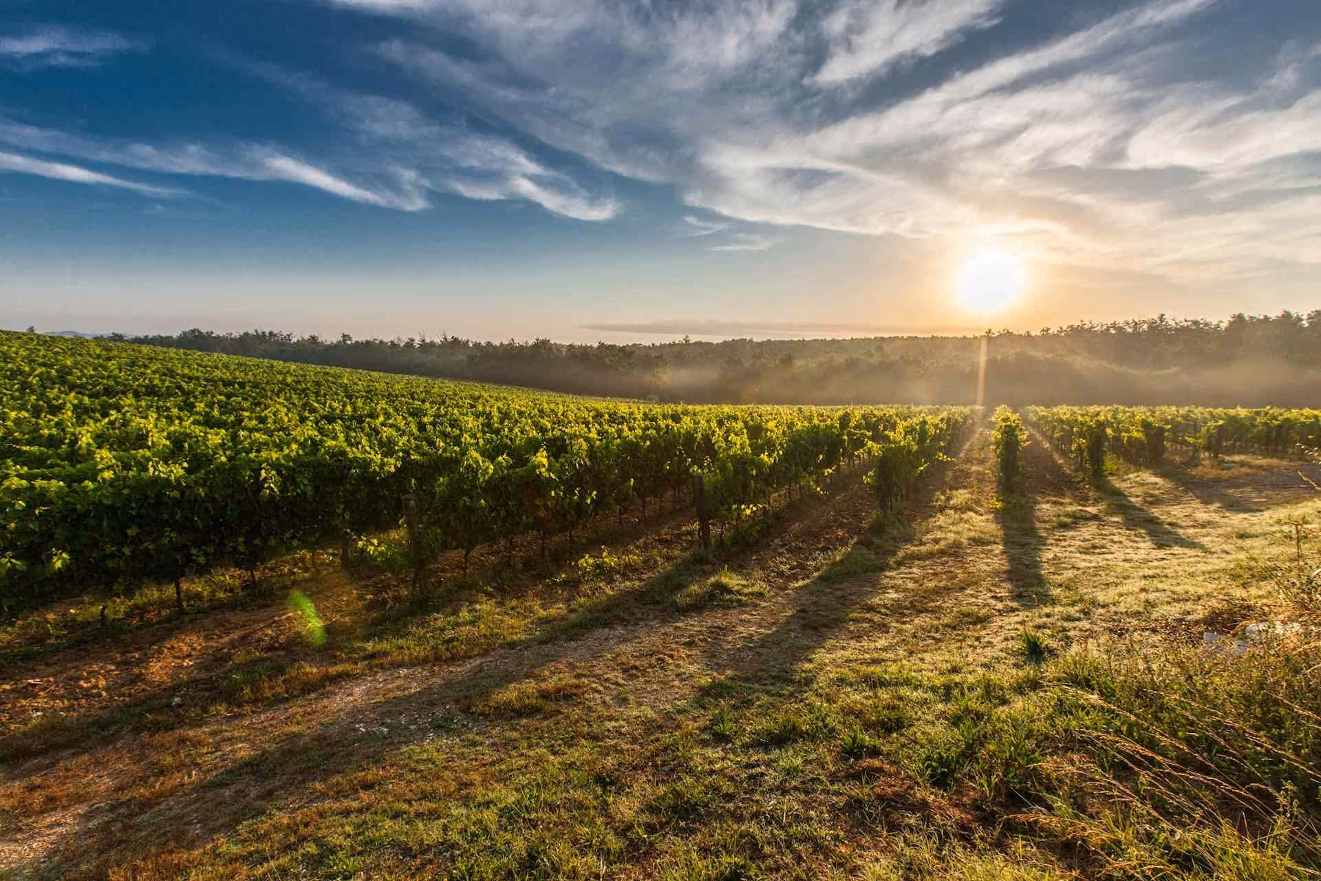 Food and wine tours
