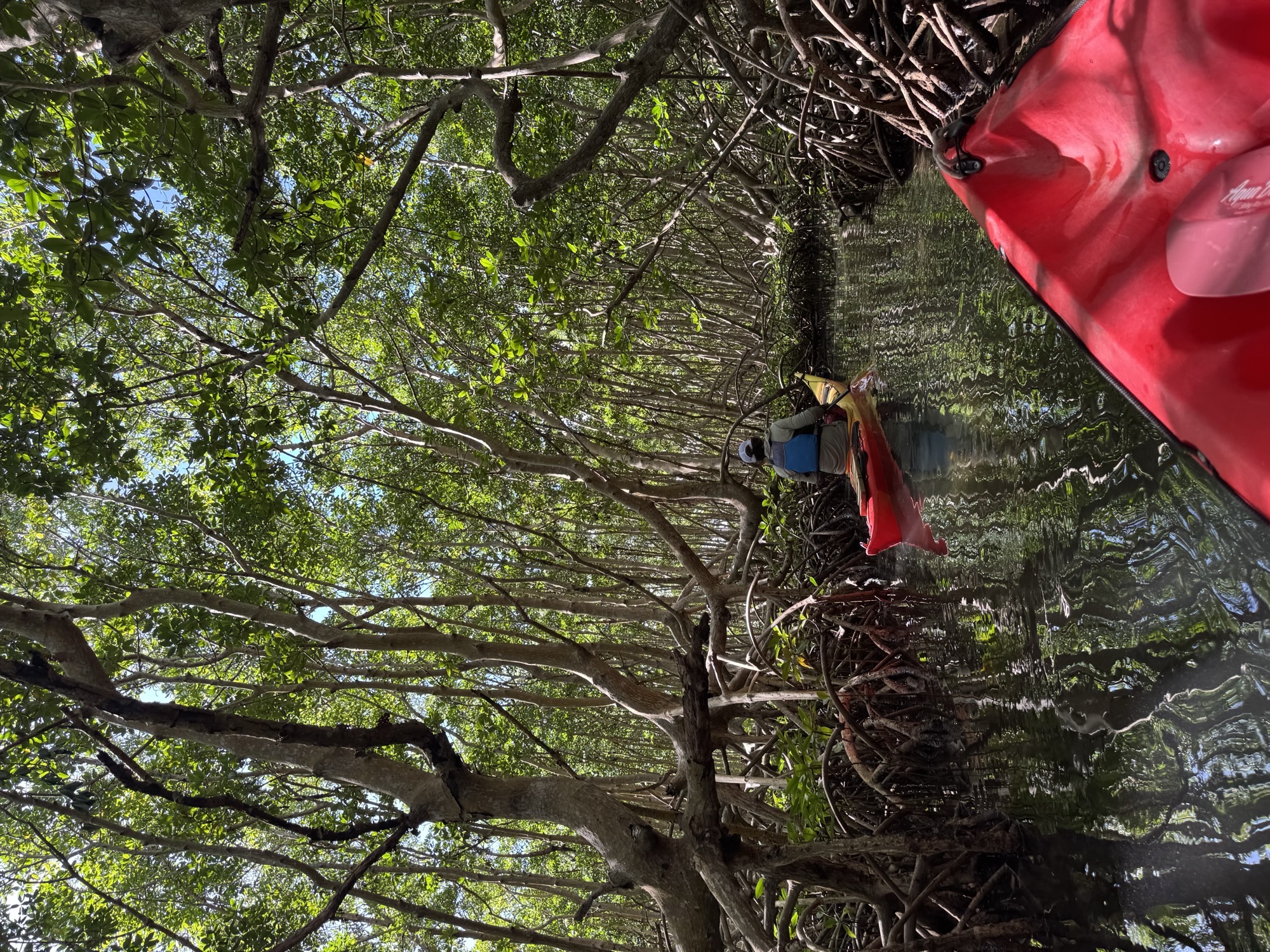Que faire en Guadeloupe kayak mangrove snorkeling 2026 Travel Differently