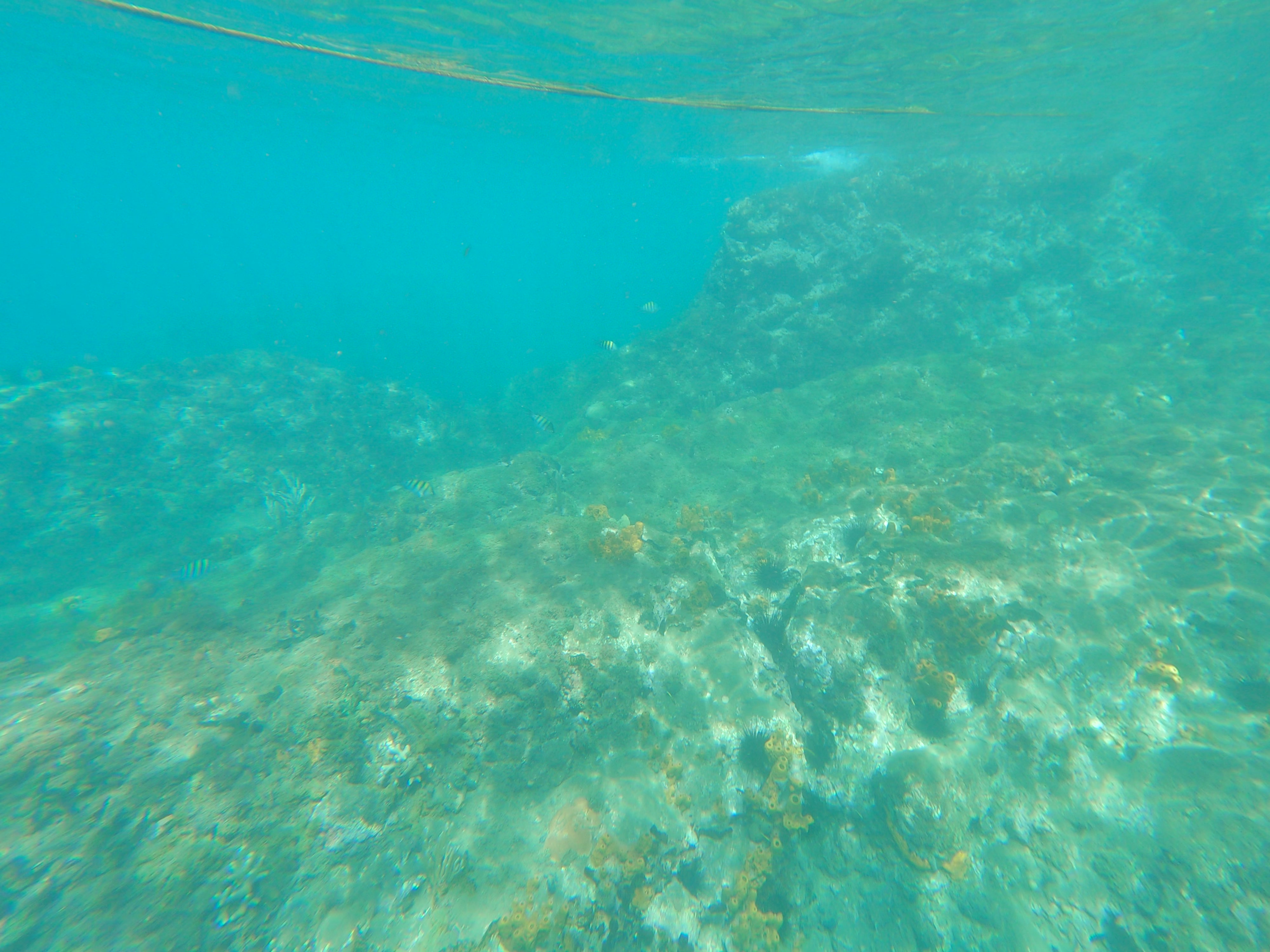 Underwater reef fish Cousteau Reserve shore snorkel Guadeloupe Travel Differently December 2025