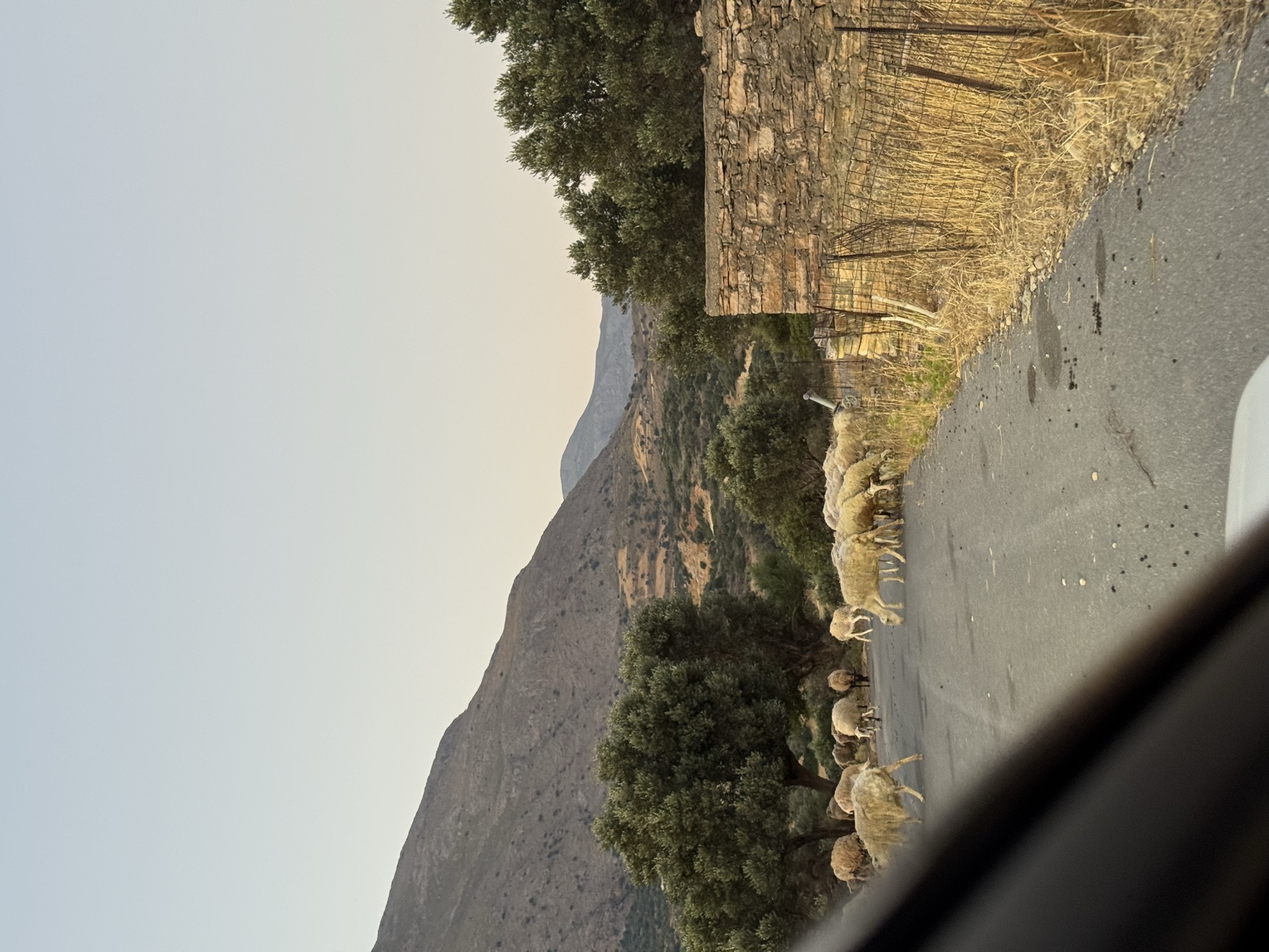 Sheep on a south Crete mountain road