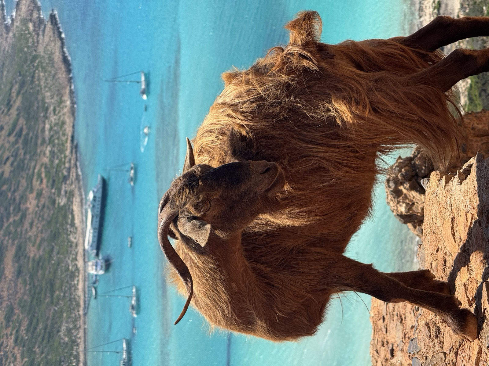 Long-haired goat on the rocks above Balos lagoon