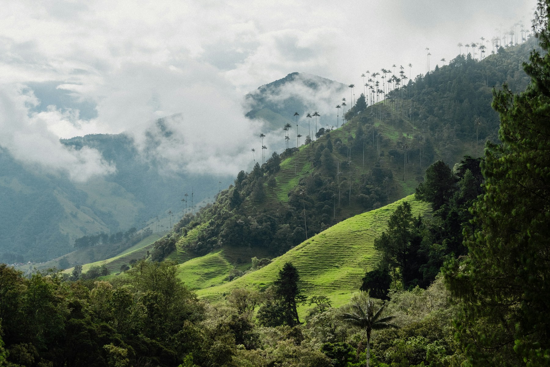 Palmiers de cire dans la vallée de Cocora près de Salento, Triangle du café