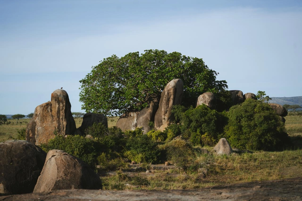 Asanja Moru camp luxe Serengeti, safari Moru Kopjes Tanzanie, camp tente Serengeti central