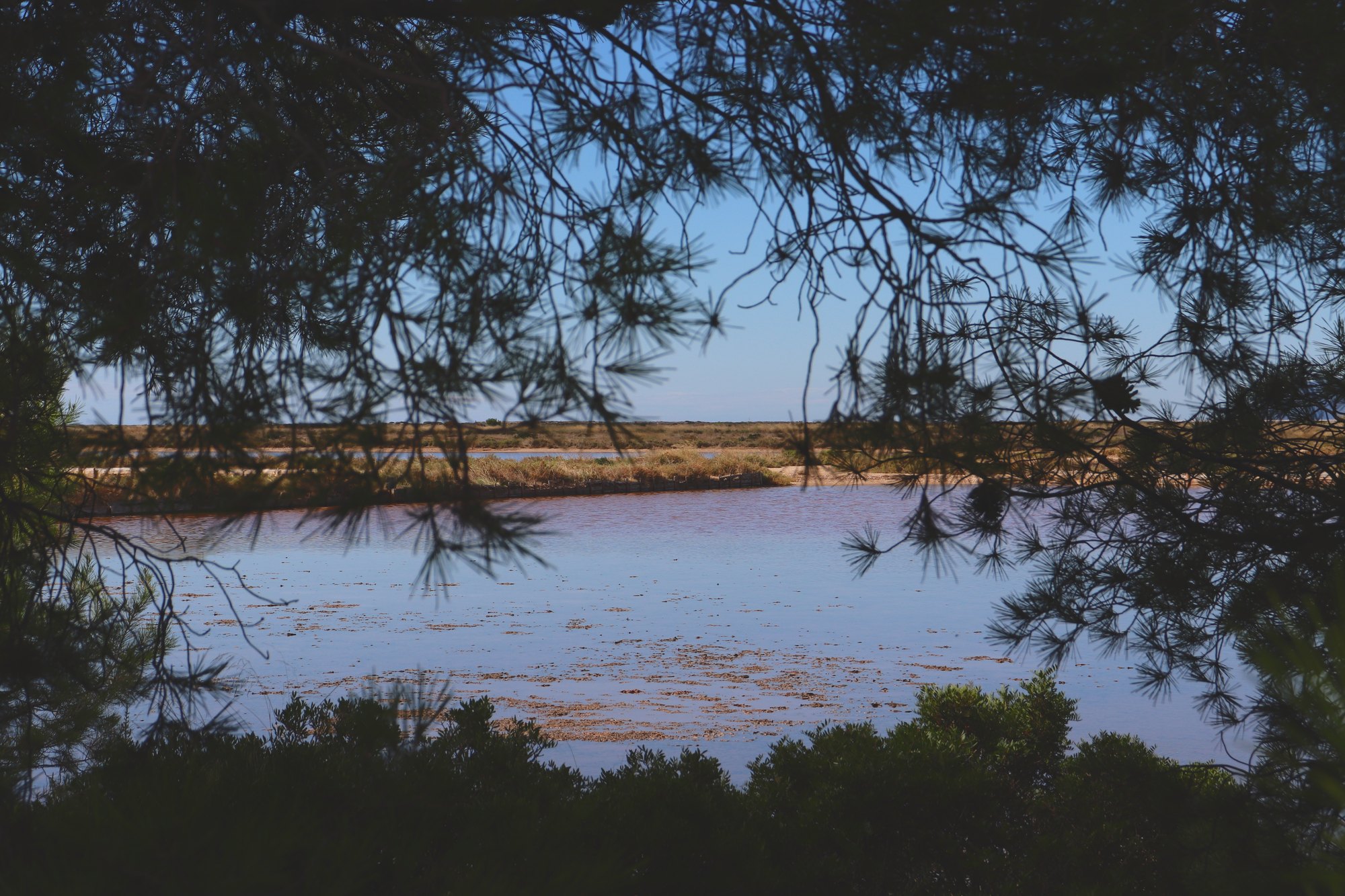 Salt ponds seen through pine branches on the Giens peninsula