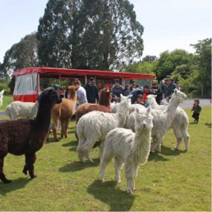 people going near a herd of alpaca at the Rotorua Heritage Farm