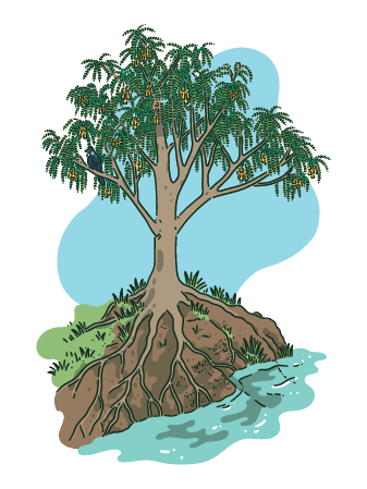 Native tree with exposed root system extending into water, showing how tree roots prevent erosion and protect waterways