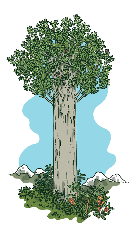Tall native forest tree with thick trunk, representing the longevity and carbon storage capacity of mature native species