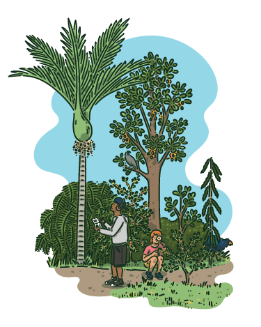 Person learning about native plants and trees, representing the cultural and educational significance of native species in Rotorua