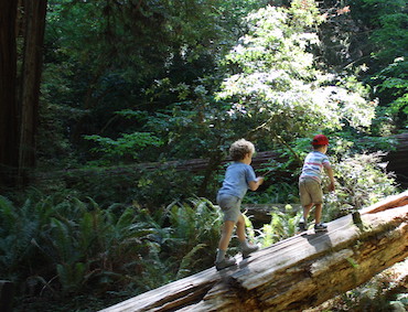Playing on Trees