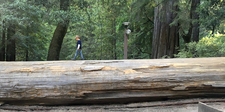 Big Basin Redwoods State Park
