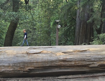 Big Basin Redwoods State Park